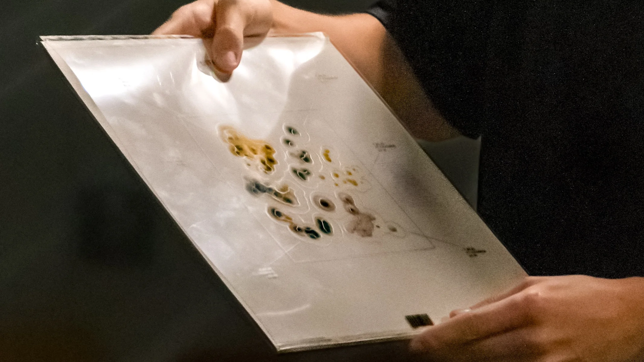 Sound Translations of Fungal Forms, image 2